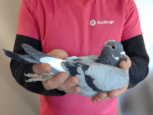 Pigeon image