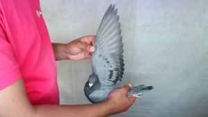 Pigeon image