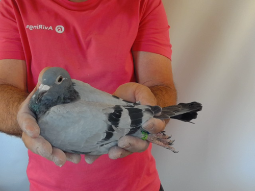 Pigeon image