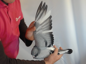 Pigeon image