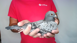 Pigeon image