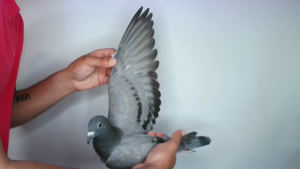 Pigeon image