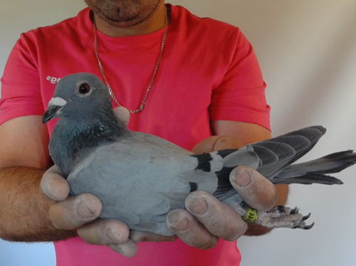 Pigeon image