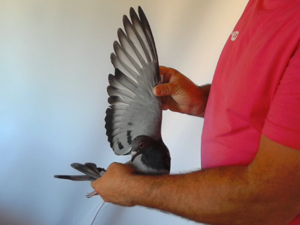 Pigeon image