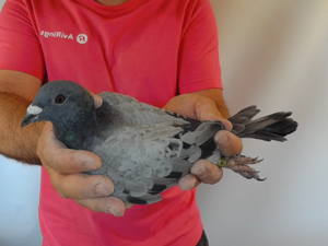 Pigeon image