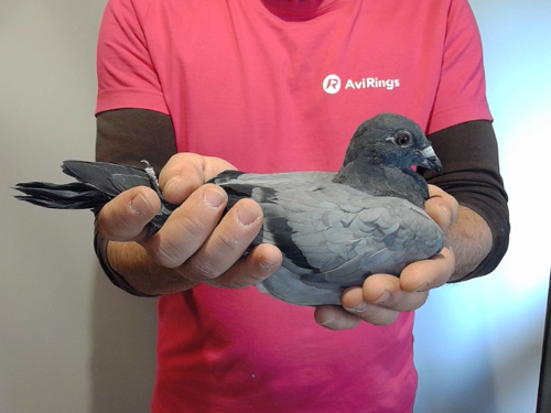 Pigeon image