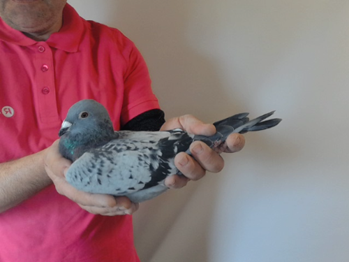 Pigeon image