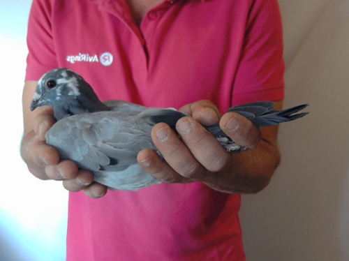 Pigeon image