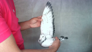 Pigeon image