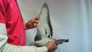 Pigeon image