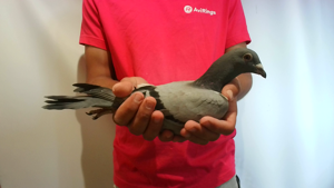 Pigeon image