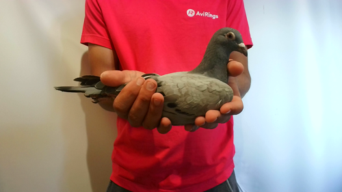 Pigeon image