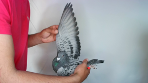Pigeon image