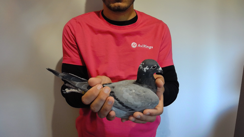 Pigeon image