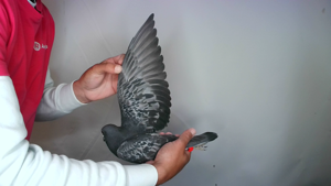 Pigeon image