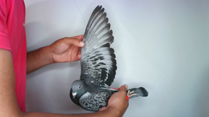 Pigeon image