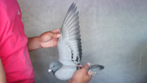 Pigeon image