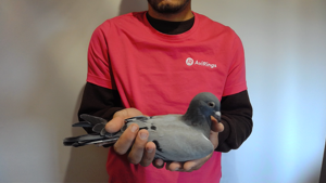 Pigeon image