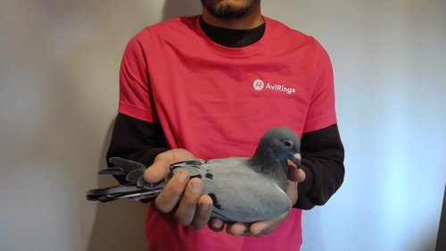 Pigeon image