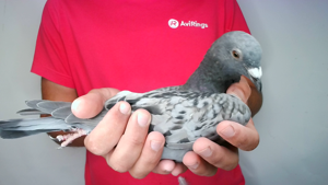 Pigeon image