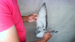 Pigeon image
