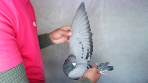 Pigeon image