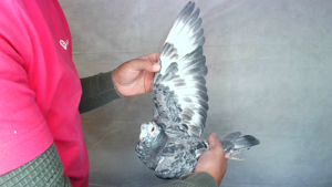Pigeon image