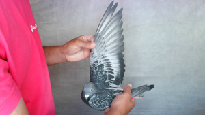 Pigeon image