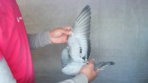 Pigeon image