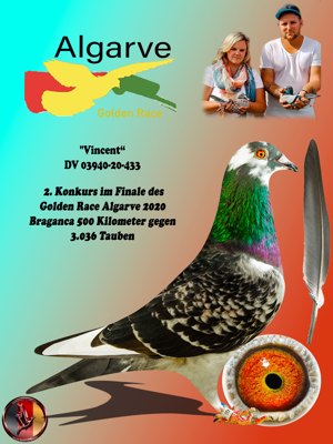 Pigeon image