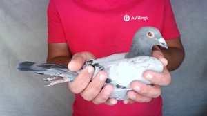 Pigeon image