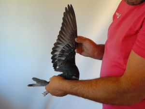 Pigeon image