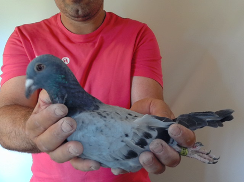 Pigeon image