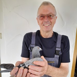 Pigeon image