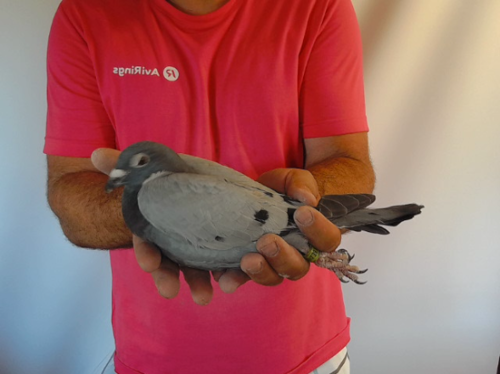 Pigeon image