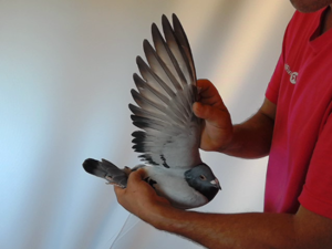 Pigeon image