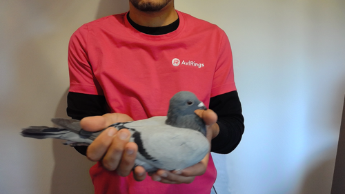 Pigeon image