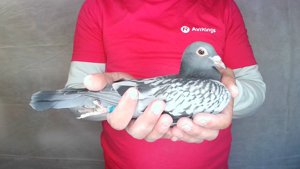 Pigeon image