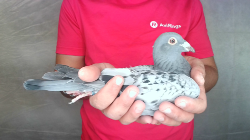 Pigeon image