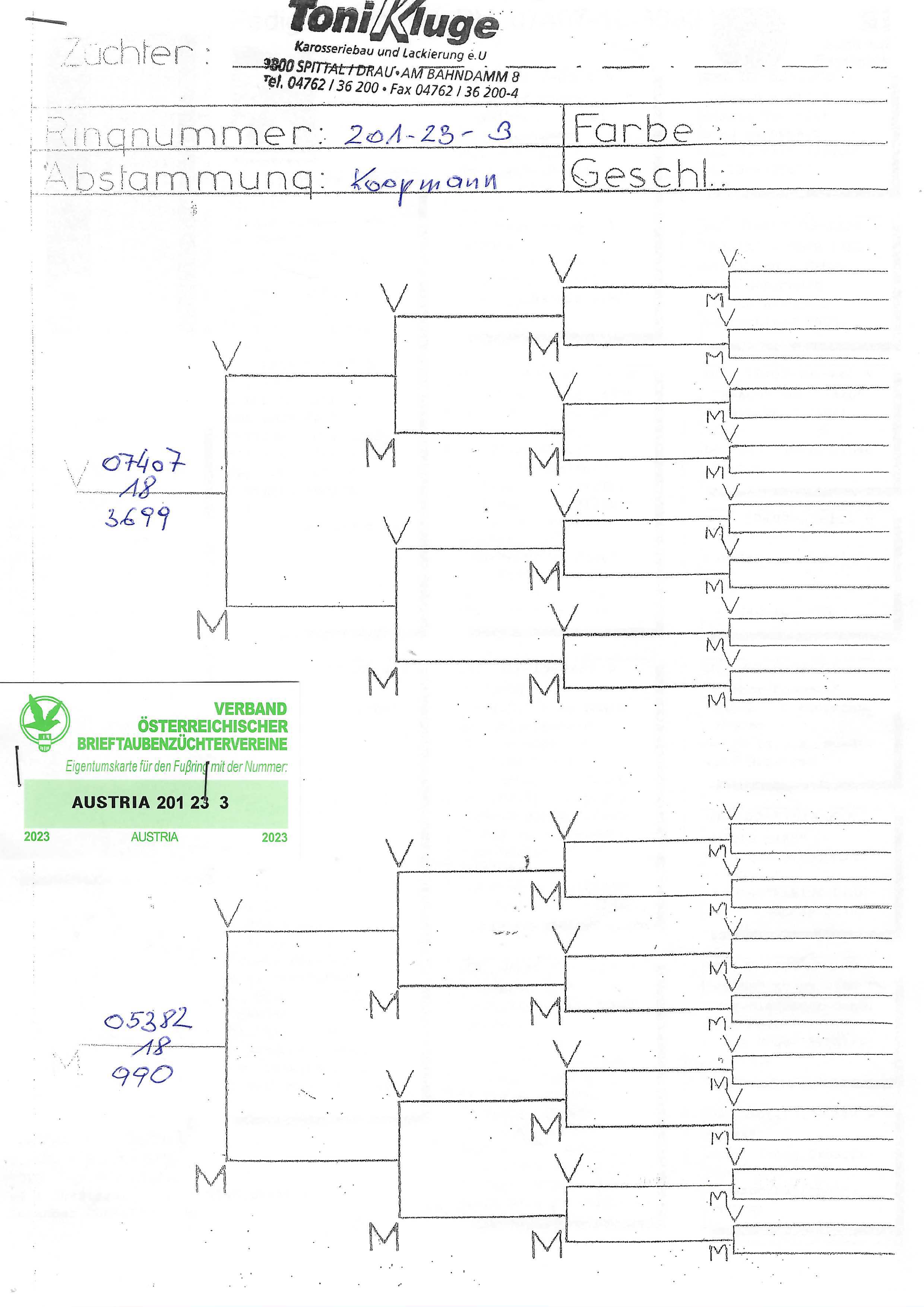 Pigeon pedigree image