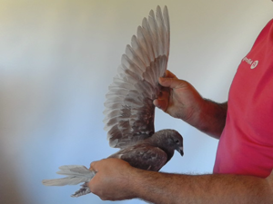 Pigeon image