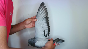 Pigeon image