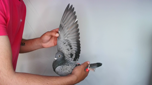 Pigeon image