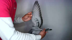 Pigeon image