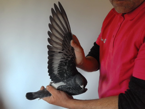 Pigeon image