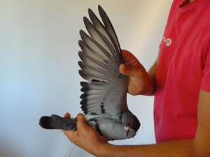 Pigeon image