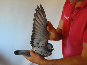 Pigeon image