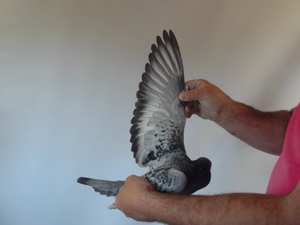 Pigeon image