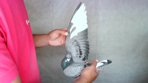 Pigeon image