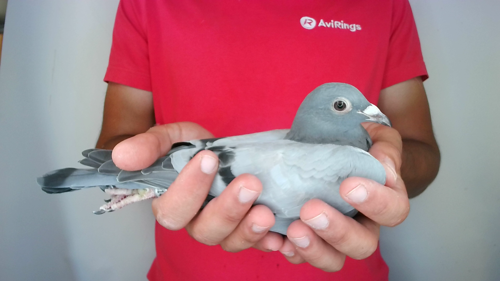 Pigeon image